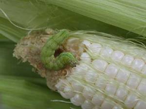 Your dining companion, the adolescent corn earworm.